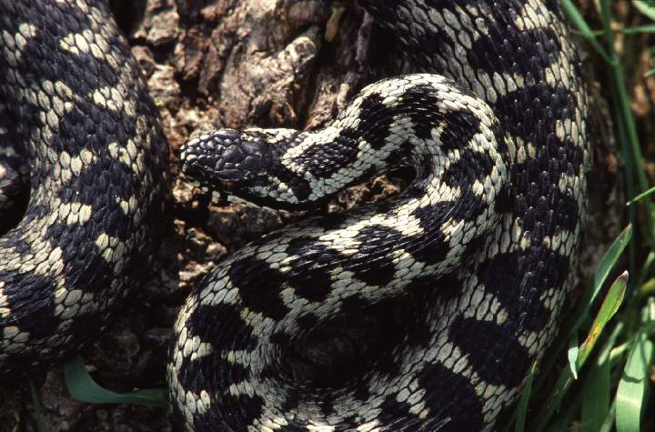 365 Hance Roger - Male Adder (3).jpg